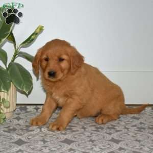 Bailey, Golden Retriever Puppy