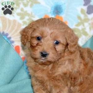 Bailey, Miniature Poodle Mix Puppy