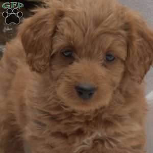 Bailey, Mini Goldendoodle Puppy