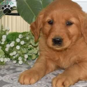 Bailey, Golden Retriever Puppy