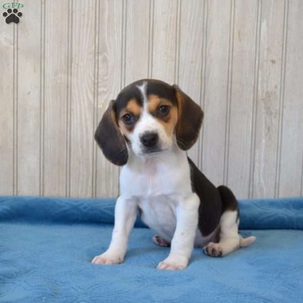 Bandit, Beagle Puppy