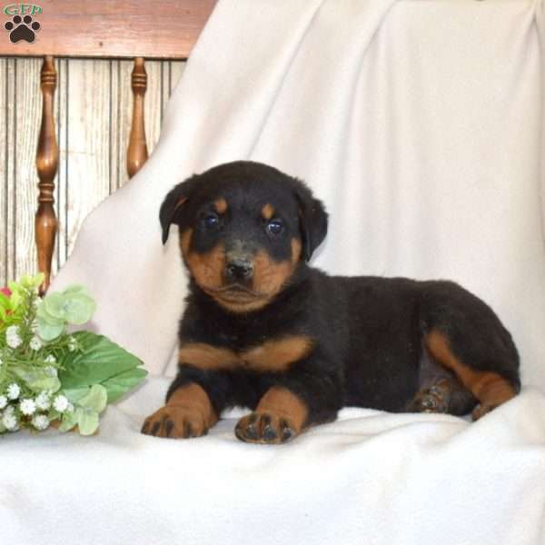 Bandit, Rottweiler Puppy