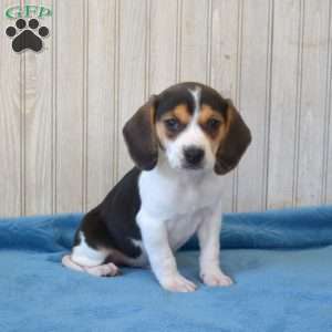 Bandit, Beagle Puppy