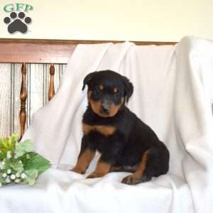 Bandit, Rottweiler Puppy