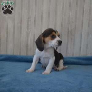 Bandit, Beagle Puppy