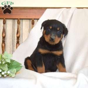 Bandit, Rottweiler Puppy