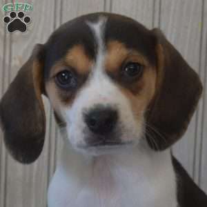 Bandit, Beagle Puppy