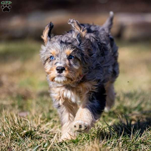 Bandit, Cavapoo Puppy