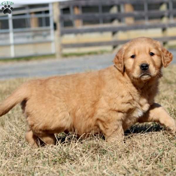 Bandit, Golden Retriever Puppy