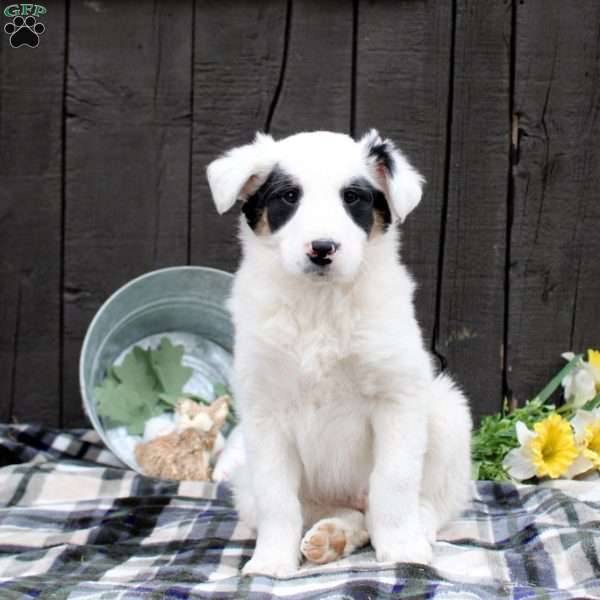 Bandit, Collie Mix Puppy