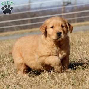 Bandit, Golden Retriever Puppy