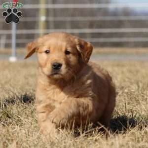 Bandit, Golden Retriever Puppy