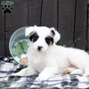 Bandit, Collie Mix Puppy