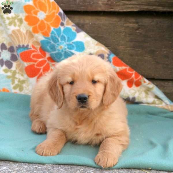 Banjo, Golden Retriever Puppy