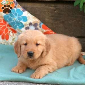 Banjo, Golden Retriever Puppy