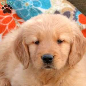 Banjo, Golden Retriever Puppy