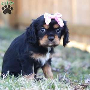 Barbie, Cavalier King Charles Spaniel Puppy