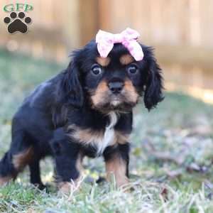 Barbie, Cavalier King Charles Spaniel Puppy