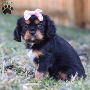 Barbie, Cavalier King Charles Spaniel Puppy