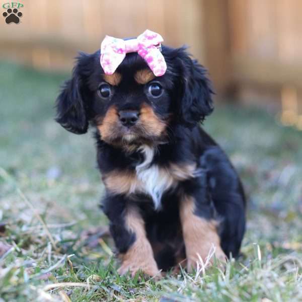 Barbie, Cavalier King Charles Spaniel Puppy