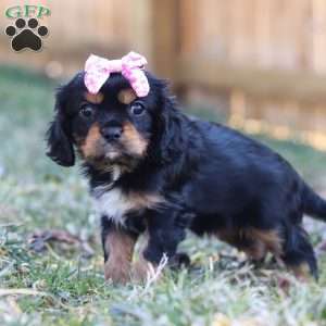 Barbie, Cavalier King Charles Spaniel Puppy