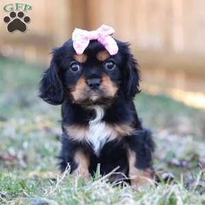 Barbie, Cavalier King Charles Spaniel Puppy