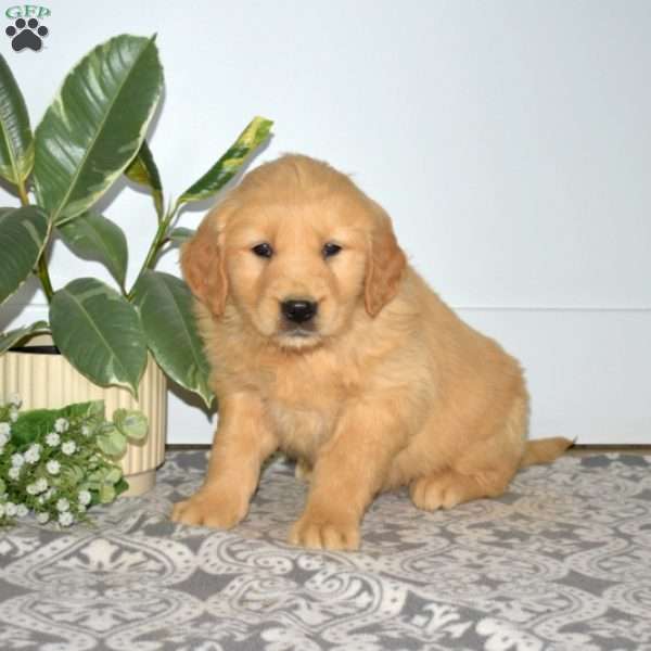 Barkley, Golden Retriever Puppy