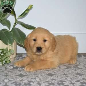 Barkley, Golden Retriever Puppy