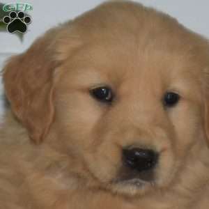 Barkley, Golden Retriever Puppy