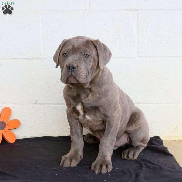 Baxter, Cane Corso Puppy