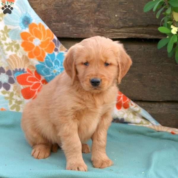 Baxter, Golden Retriever Puppy