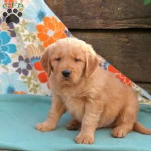 Baxter, Golden Retriever Puppy