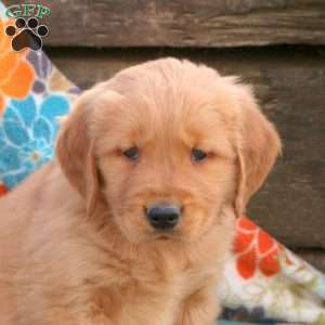 Baxter, Golden Retriever Puppy