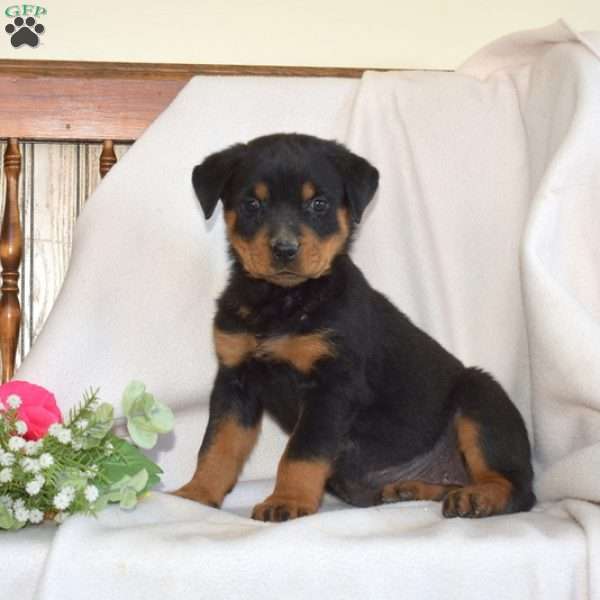 Baylee, Rottweiler Puppy