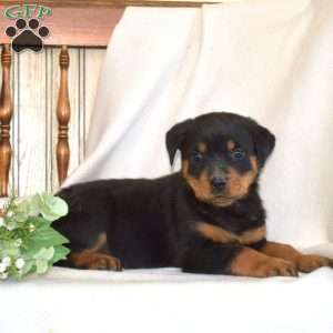 Baylee, Rottweiler Puppy