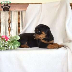 Baylee, Rottweiler Puppy