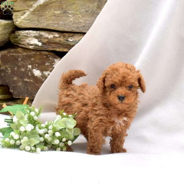 Bean, Mini Goldendoodle Puppy