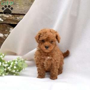 Bean, Mini Goldendoodle Puppy