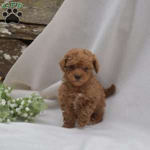 Bean, Mini Goldendoodle Puppy