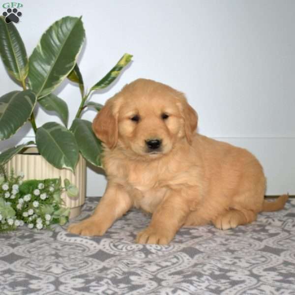 Bear, Golden Retriever Puppy