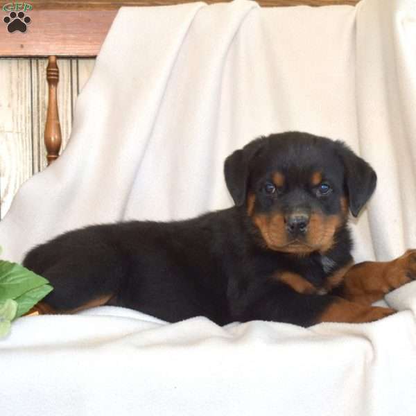 Bear, Rottweiler Puppy