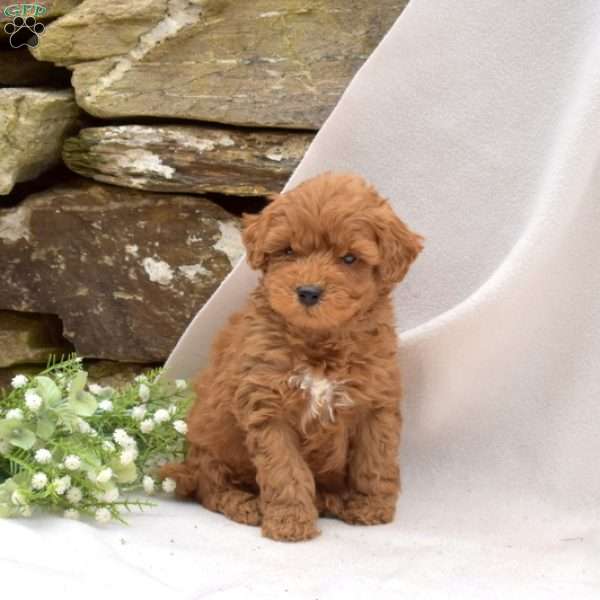 Bear, Mini Goldendoodle Puppy