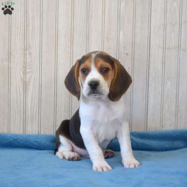 Bear, Beagle Puppy