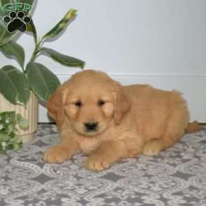 Bear, Golden Retriever Puppy