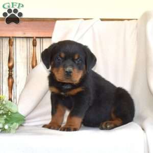 Bear, Rottweiler Puppy