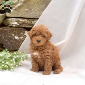 Bear, Mini Goldendoodle Puppy