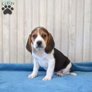 Bear, Beagle Puppy