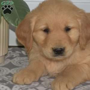 Bear, Golden Retriever Puppy