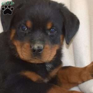 Bear, Rottweiler Puppy