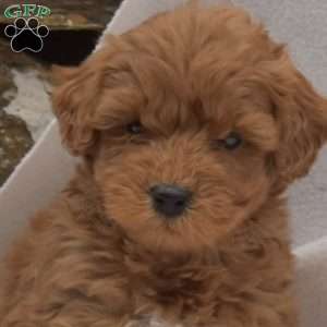 Bear, Mini Goldendoodle Puppy